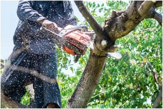 tree services Kenilworth